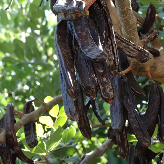 agroktima-asterousia-carob-frontpage