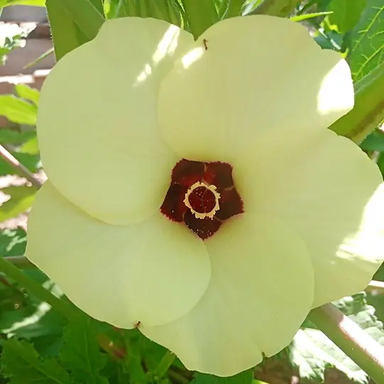 agroktima-asterousia-flower-frontpage